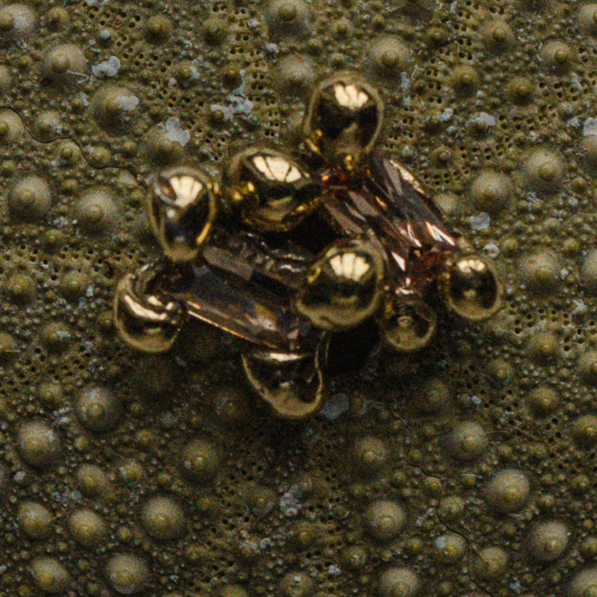 Brava Studs earrings